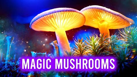 Get magic mushrooms delivered in canada
